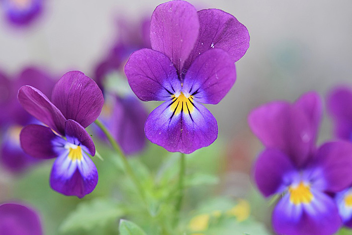 スミレの花言葉 誕生花は 紫 青 ピンクなど色別の意味と由来 花言葉らいぶらりぃ