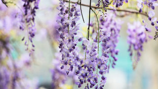 藤 フジ の花言葉は怖い 白 紫など色別の意味と誕生花 花言葉らいぶらりぃ